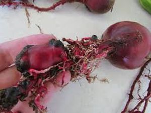 uploads/images/pest/beetroot nematodes.jpg